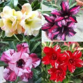 10 Thai Mixed Adenium obesum Double layer (Desert Rose) Bonsai Seeds Fresh Flower New Seeds (Original Thai Seeds)